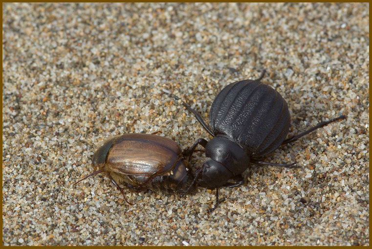 Pimelia bipunctata -  lo spazzino delle spiagge