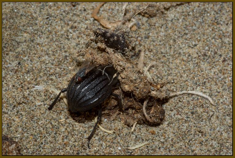 Pimelia bipunctata -  lo spazzino delle spiagge