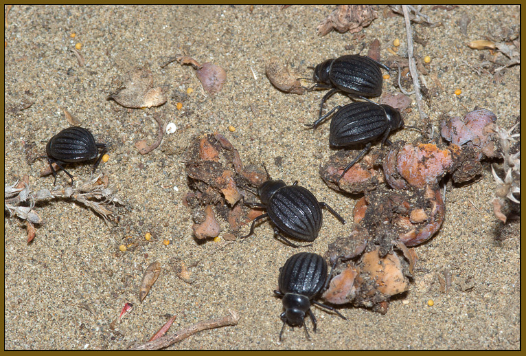 Pimelia bipunctata -  lo spazzino delle spiagge