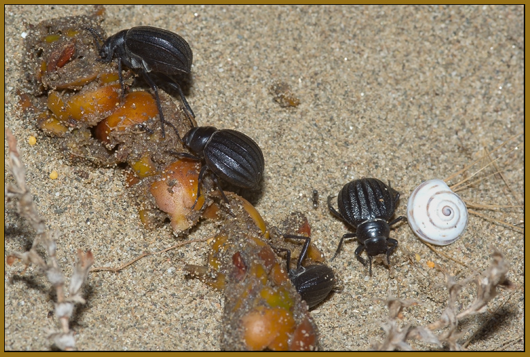 Pimelia bipunctata -  lo spazzino delle spiagge