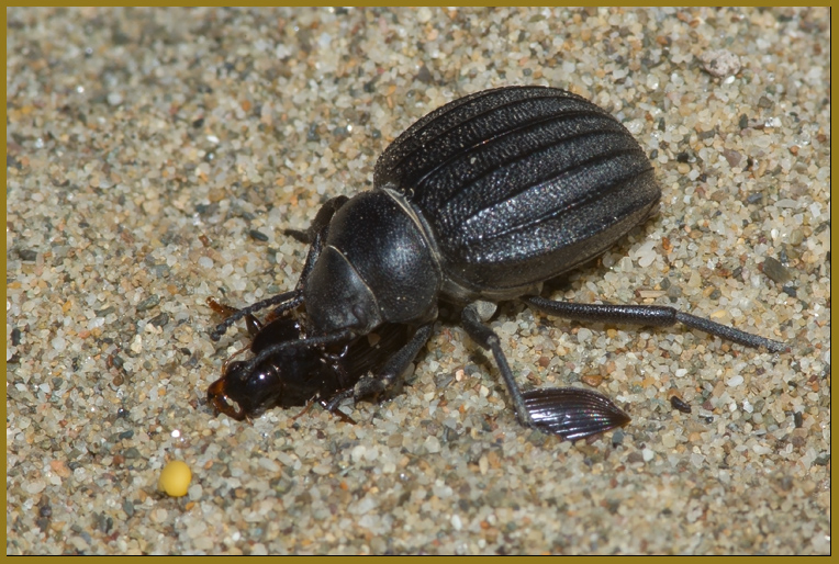 Pimelia bipunctata -  lo spazzino delle spiagge