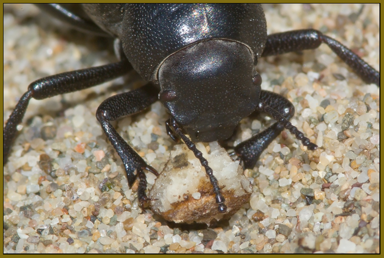 Pimelia bipunctata -  lo spazzino delle spiagge