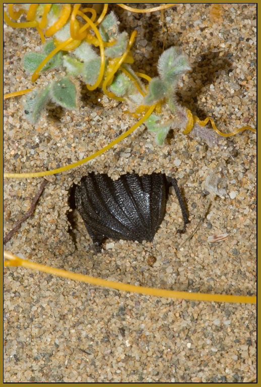 Pimelia bipunctata -  lo spazzino delle spiagge