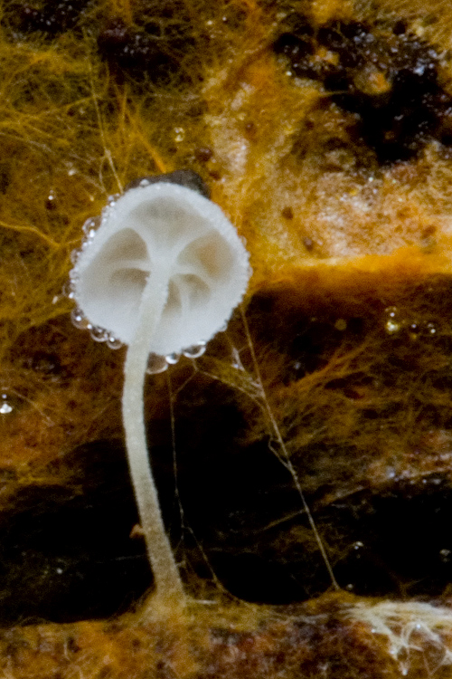 Funghetto da det. (Hemimycena/Delicatula sp.)