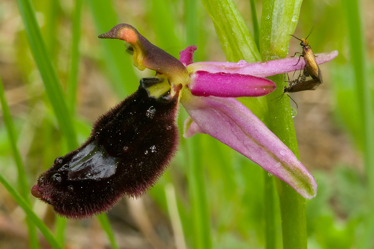 Accoppiamento su Ophrys bertolonii