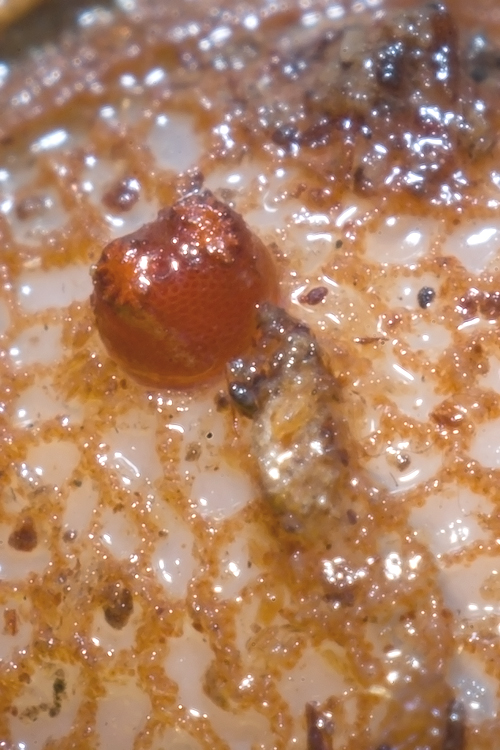 Microdon sp. Larva di Syrphidae -