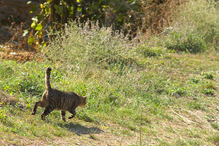 Gatto selvatico