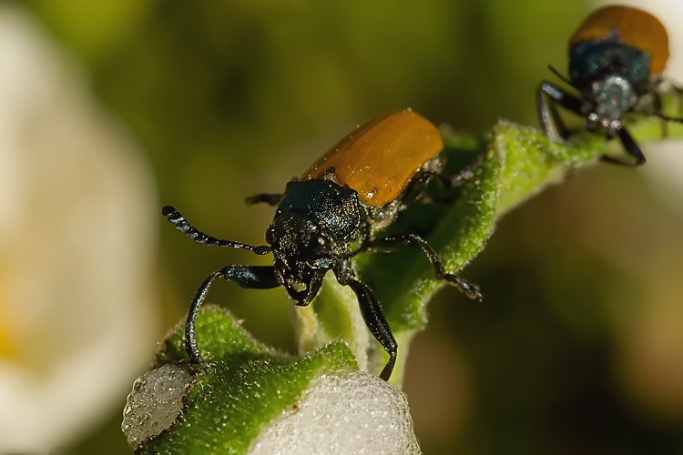 Labidostomis cfr. taxicornis