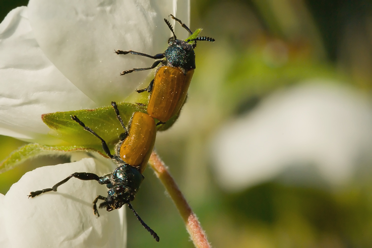 Labidostomis cfr. taxicornis