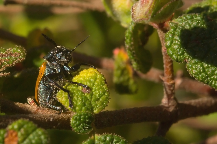 Labidostomis cfr. taxicornis