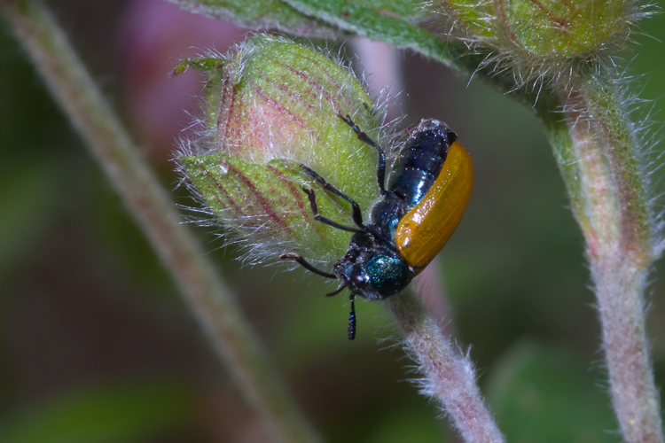 Labidostomis cfr. taxicornis