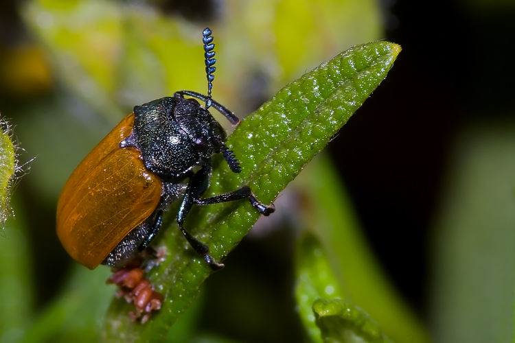 Labidostomis cfr. taxicornis