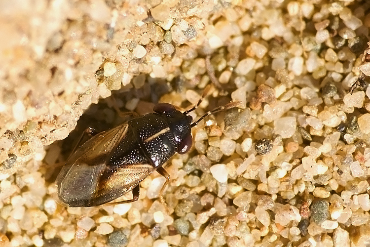 Lygaeidae:  Geocoris lineola