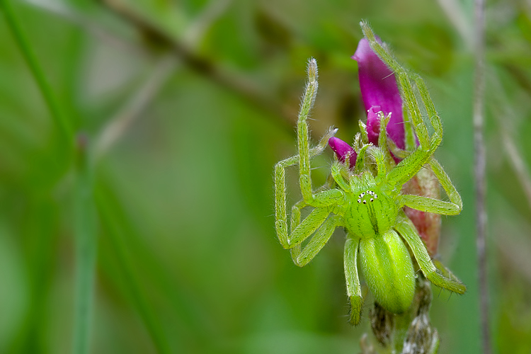 Micrommata virescens