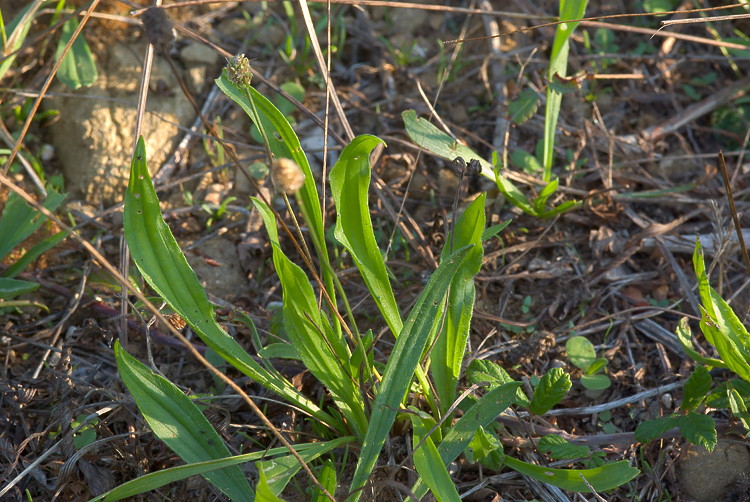 Plantago cfr. lanceolata  ( e Ditomus clypeatus )