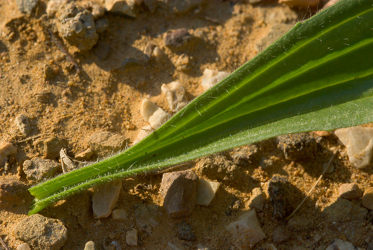 Plantago cfr. lanceolata  ( e Ditomus clypeatus )