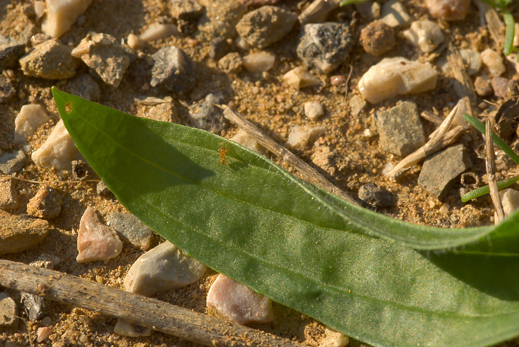 Plantago cfr. lanceolata  ( e Ditomus clypeatus )