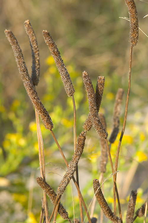 Plantago cfr. lanceolata  ( e Ditomus clypeatus )