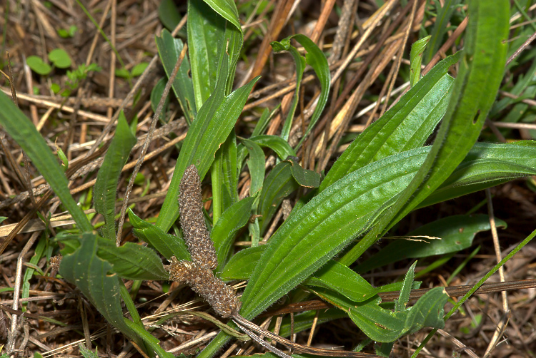 Plantago cfr. lanceolata  ( e Ditomus clypeatus )