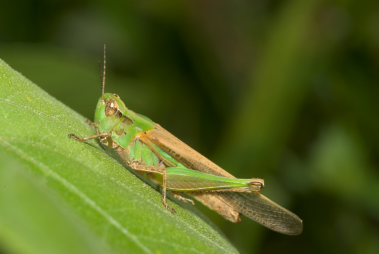 Aiolopus thalassinus (Acrididae)