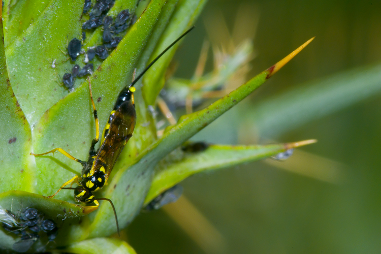 Ichneumonidae