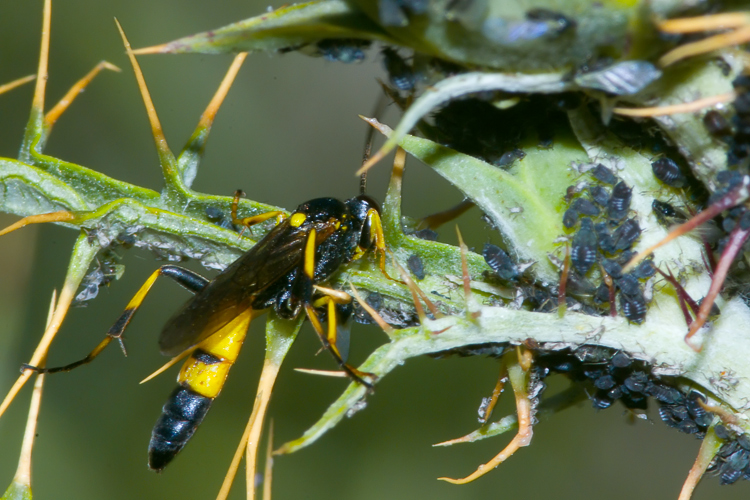 Ichneumonidae