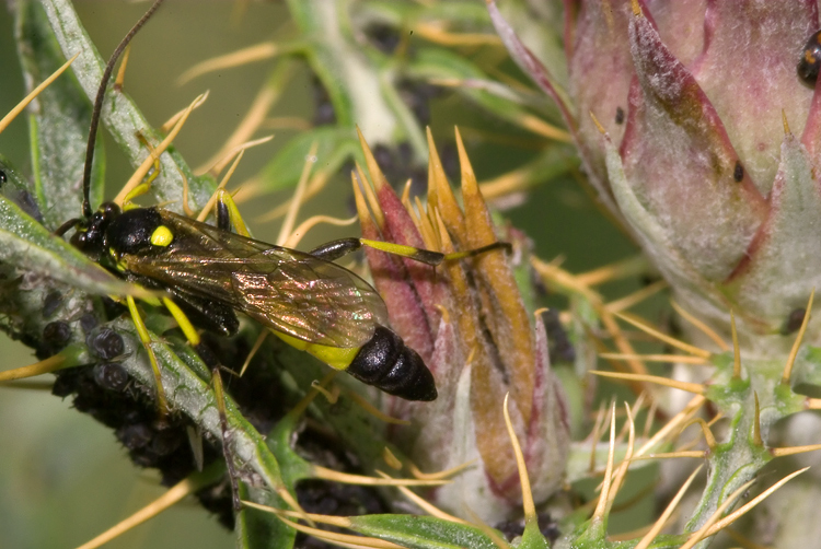 Ichneumonidae