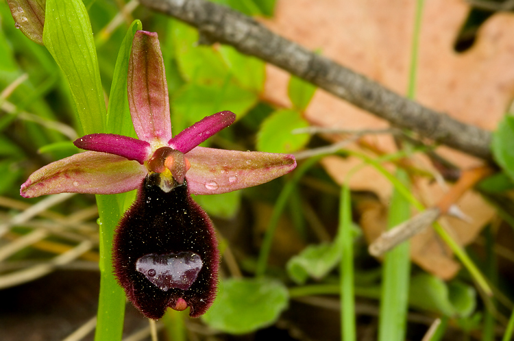 Orchidee del Chianti 2009