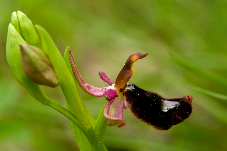 Orchidee del Chianti 2009