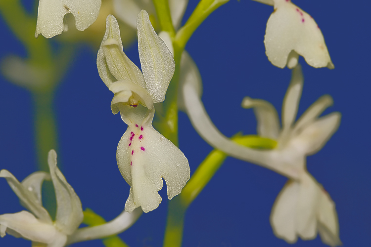 Orchidee del Chianti 2009