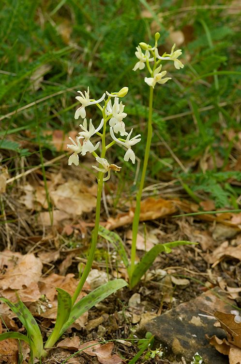 Orchidee del Chianti 2009