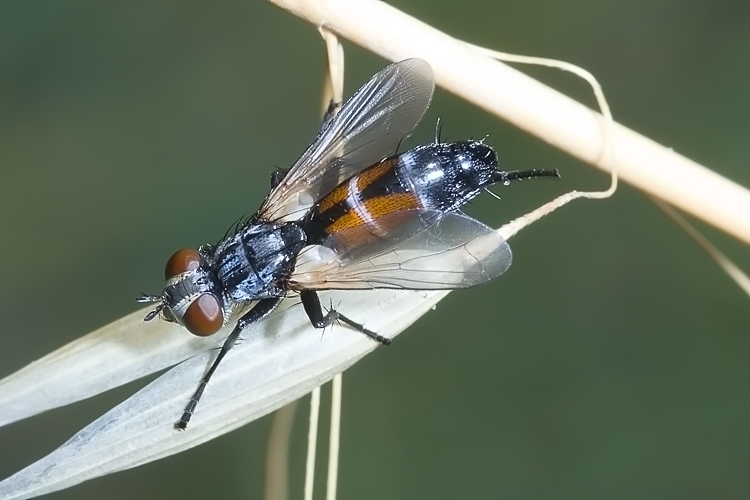 Cylindromyia auriceps