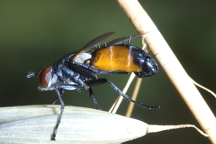 Cylindromyia auriceps