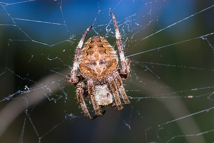Araneus angulatus