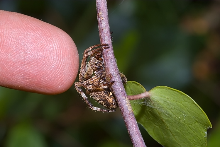 Araneus angulatus