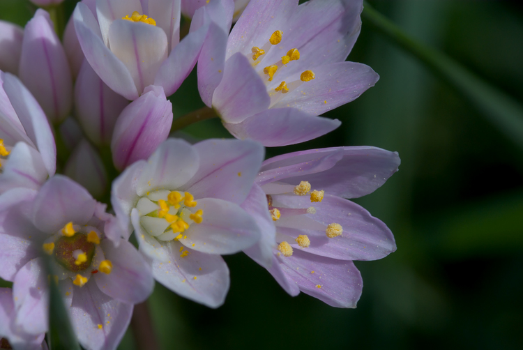 Allium vineale e Allium roseum