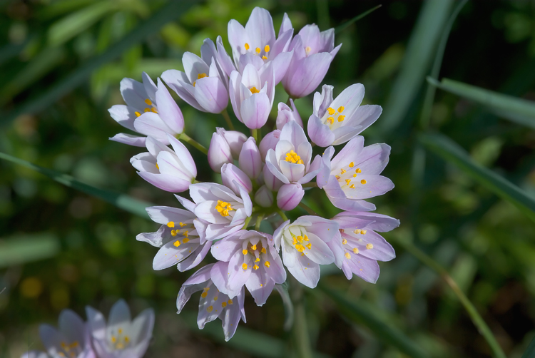 Allium vineale e Allium roseum