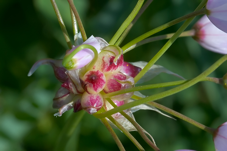 Allium vineale e Allium roseum
