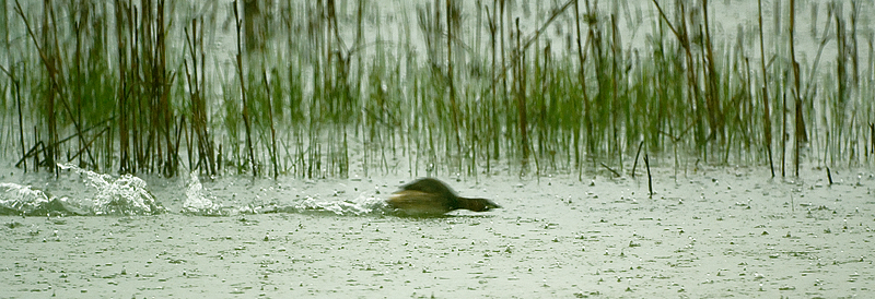 Una giornata uggiosa