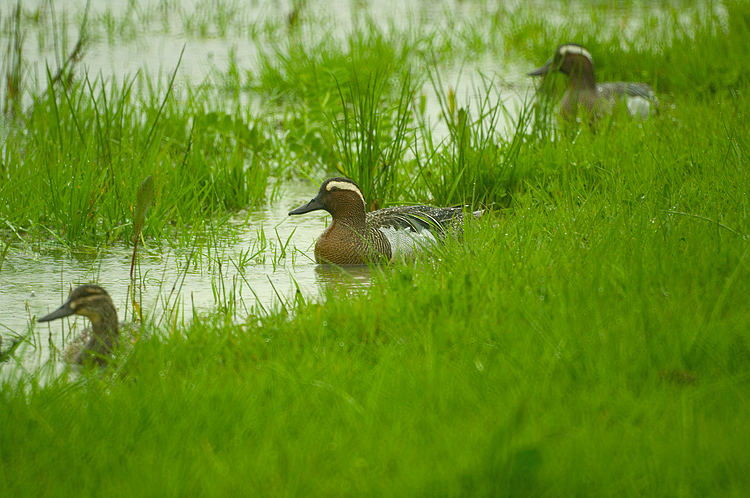 Una giornata uggiosa