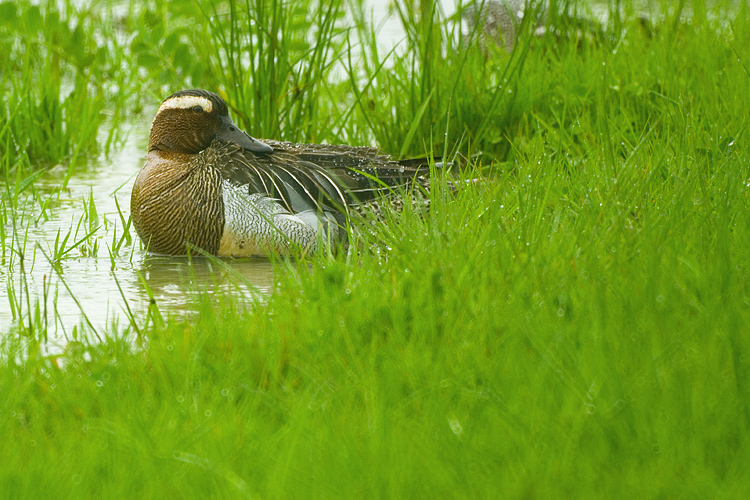 Una giornata uggiosa