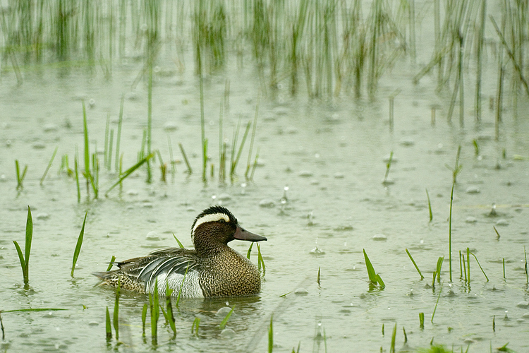 Una giornata uggiosa