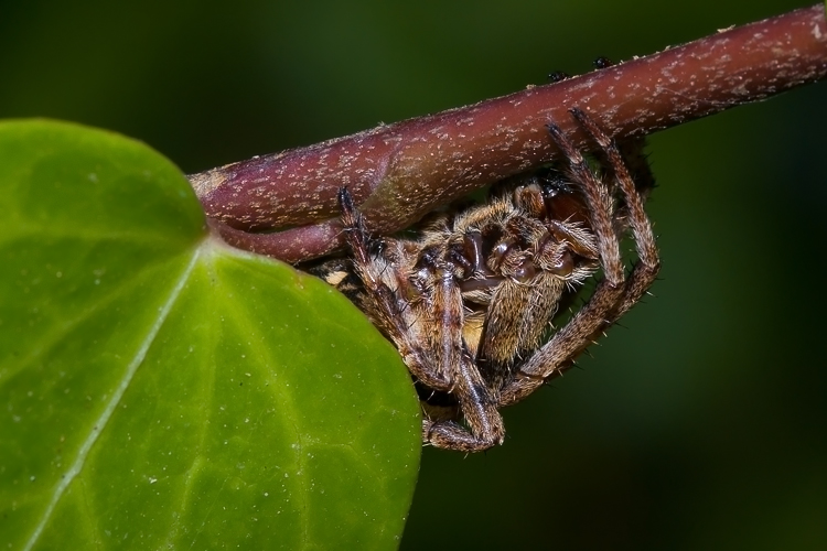 Araneus angulatus