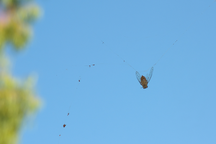 Araneus angulatus