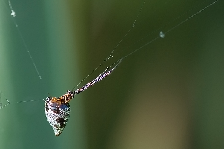 Argyrodes sp.
