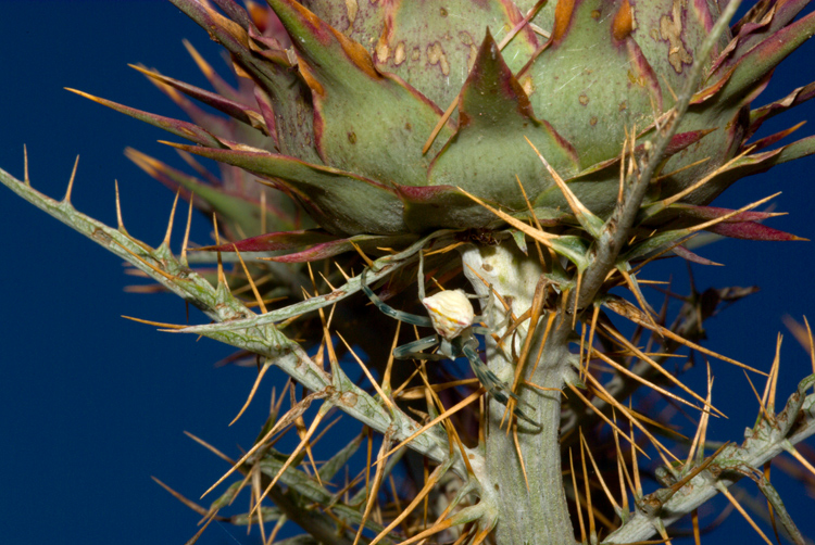 Thomisus onustus