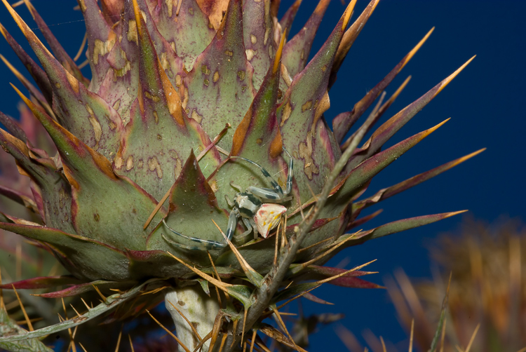 Thomisus onustus