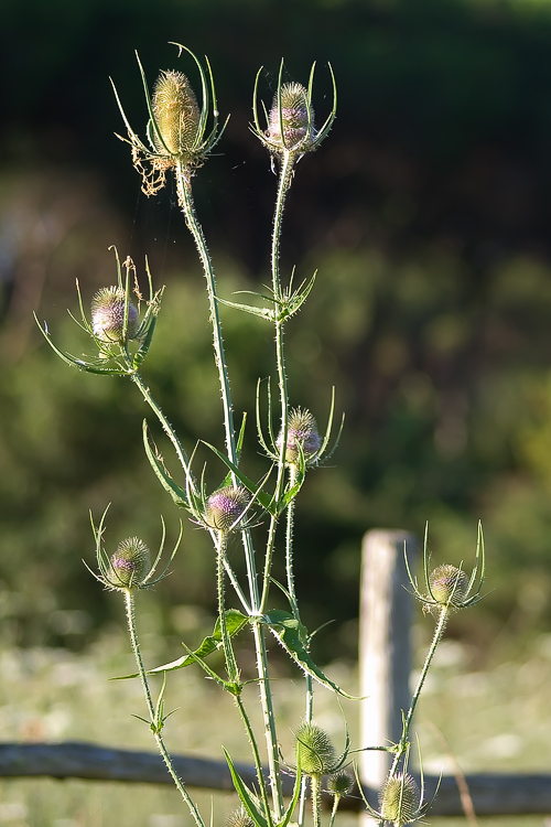Dipsacus fullonum / Cardo dei lanaioli