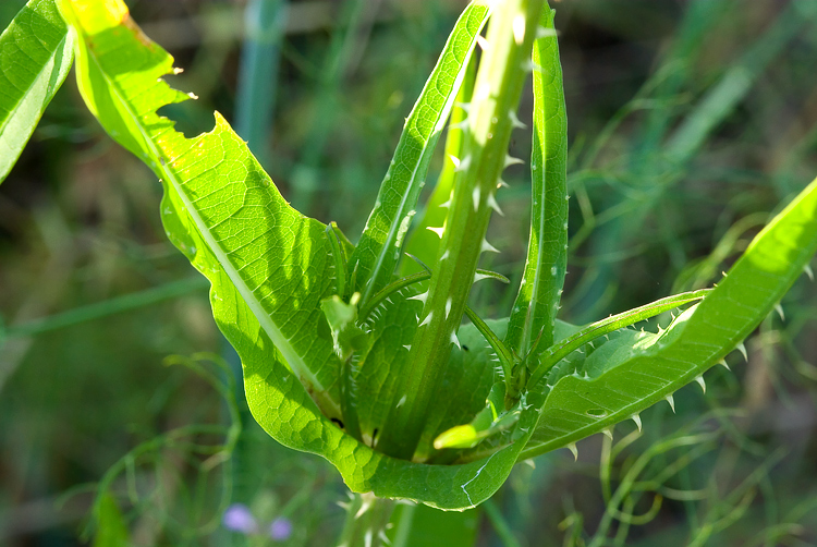 Dipsacus fullonum / Cardo dei lanaioli