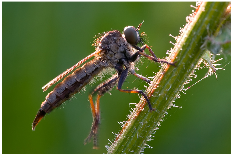 Tolmerus (atricapillus?)